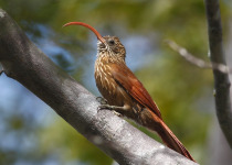 Rufous-tailed Foliage-gleaner