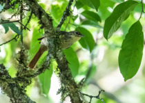 Rufous-tailed Foliage-gleaner