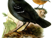 Rufous-tailed Foliage-gleaner