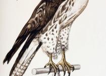 Rufous-tailed Hawk