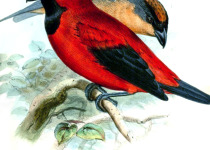 Rufous-tailed Jacamar