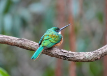 Rufous-tailed Jacamar