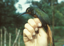 Rufous-tailed Jacamar