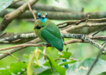 Rufous-tailed Jacamar