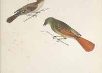 Rufous-tailed Jacamar
