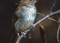 Rufous-tailed Jungle-Flycatcher