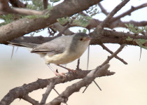 Rufous-tailed Lark