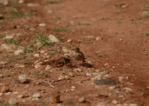Rufous-tailed Lark