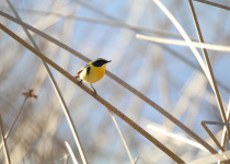 Rufous-tailed Plantcutter