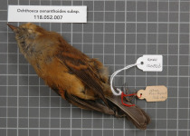 Rufous-tailed Plantcutter