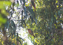 Rufous-tailed Plantcutter