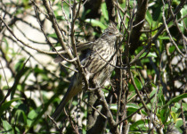 Rufous-tailed Plantcutter