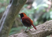 Rufous-tailed Robin