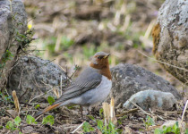 Rufous-tailed Rock Thrush