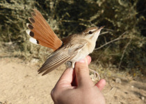 Rufous-tailed Scrub Robin