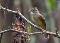 Rufous-tailed Shama