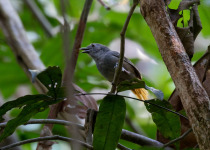 Rufous-tailed Stipplethroat