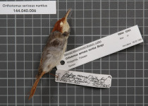 Rufous-tailed tailorbird