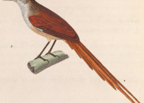 Rufous-tailed Thornbill
