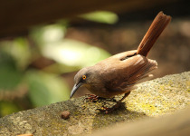 Rufous-tailed Thrush