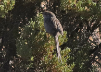 Rufous-tailed Tit-Spinetail