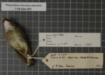 Rufous-tailed Tyrant