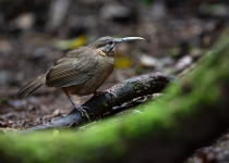 Rufous-tailed Wren-Babbler