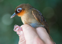 Rufous-throated Antbird