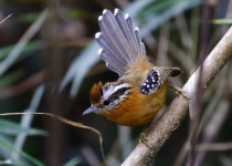 Rufous-throated Antbird