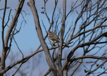 Rufous-throated Antbird