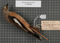 Rufous-throated Antbird