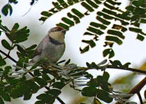 Rufous-throated Apalis