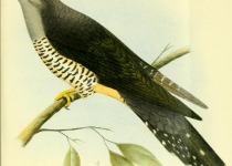 Rufous-throated cuckoo