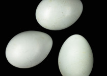 Rufous-throated Flycatcher