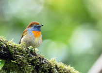 Rufous-throated Flycatcher