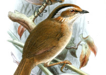 Rufous-throated Fulvetta