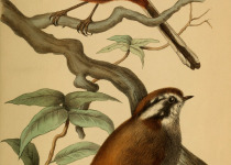 Rufous-throated Fulvetta