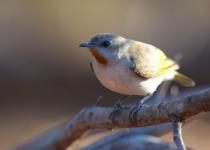 Rufous-throated Honeyeater