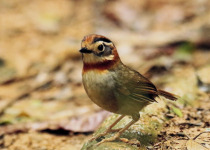 Rufous-throated Partridge