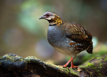Rufous-throated Partridge