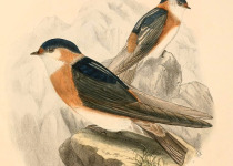Rufous-throated Swallow