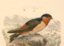 Rufous-throated Swallow