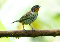 Rufous-throated Tanager