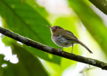 Rufous-throated Tody-Tyrant