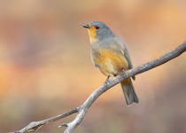 Rufous-throated Whistler