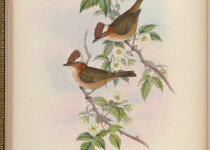 Rufous-throated Yuhina