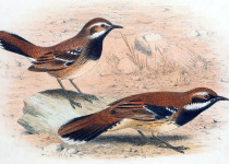 Rufous Treecreeper