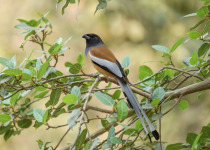 Rufous Treepie