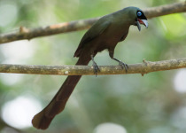 Rufous Treepie