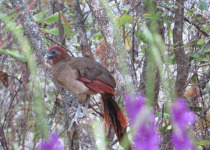 Rufous-vented Chachalaca